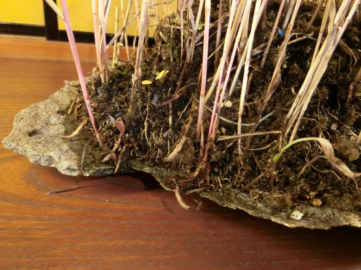 Amazon.co.jp: 小品盆栽水石山野草 鞍馬石とベニアシ 探石採取した自然 Amazon.co.jp: 小品盆栽水石山野草 鞍馬石とベニアシ 探石採取した自然